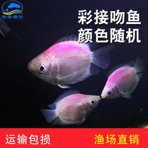 Color kissing fish White Kissing Fish Fish Fish tropical ornamental fish live grass tank fish