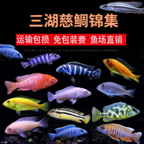 Three lakes cichlid fish horse bream blue Ali African black line Prince Blue Zebra tropical ornamental fish live small fresh water