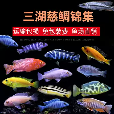 Three lakes cichlid fish horse bream blue Ali African black line Prince Blue Zebra tropical ornamental fish live small fresh water
