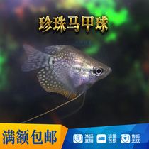 Tropical fish ornamental fish live Pearl vest ball fish Pearl vest fish mixed culture Fish