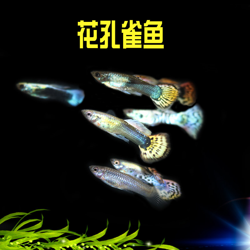 Peacock fish flower peacock robe robe peacock peacock tropical ornamental fish living new hand peacock