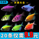 Large lemon green apple fluorescent angel fish purple clothes small tropical ornamental freshwater live grass tank good for pets