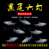 Black-tailed big hook black-tailed flag light fish grass tank fish swimming good fish watching freshwater tropical fish live