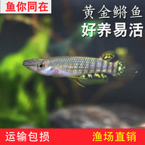 Gold Medaka Fish India Gold Small Golden Dragon Fish Tropical Ornamental Fish Small Fish Ferocious Living Small Dragon Fish Bully