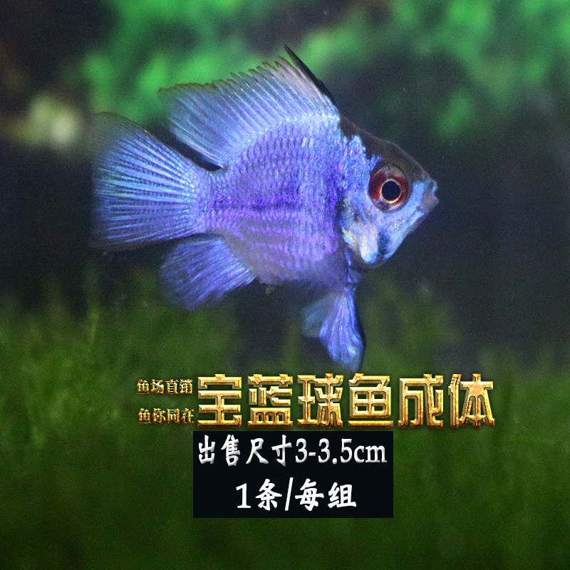 Royal Blue Phoenix fish Avatar Ball Blue Phoenix fish short bream tropical fish ornamental fish live