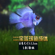 Royal Blue Phoenix fish Avatar Ball Blue Phoenix fish short bream tropical fish ornamental fish live