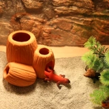 Ящерица ящерицы пустыни капера