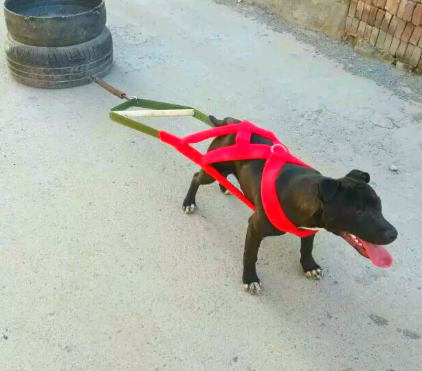 Biter dog drag heavy holding baby bag training with negative weight supplies dog pull car towed iron chain chest back large Med dog cart chest-holding baby bag