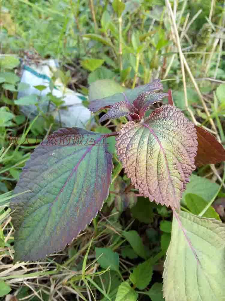 野生蘇子葉農家新鮮紫蘇葉幹紫蘇梗去腥紫蘇苗綠紫蘇大葉野生