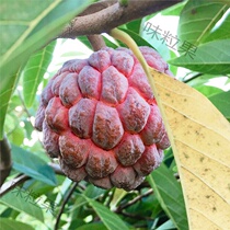 Hainan rose custard apple red custard apple fresh rare fruit custard apple head custard apple thorn fruit purple 11