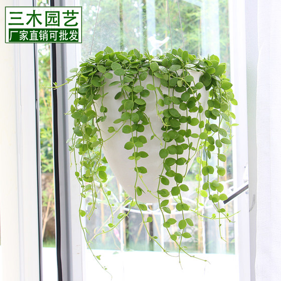 Green radish automatic water-absorbing lazy flower pot balcony hanging basket hanging pot European-style frosted indoor hanging flower pot