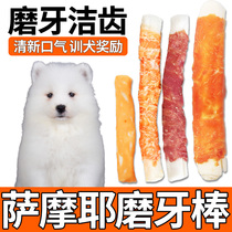 Samuyeh puppies reward snacks puppies for two or three months Big Dog swapped teeth for tooth-changing teeth-resistant to clean teeth