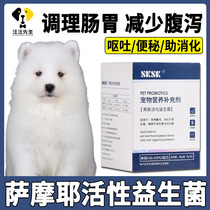 Samoyed dog gastroenteritis vomiting eating probiotic powder conditioning gastroenteric puppy old dog pulling stomach constipation