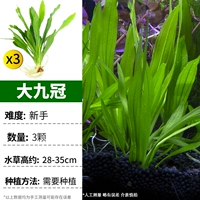 [Гигантский рисунок 3 штук из 3 штук] 3 больших девяти коронок