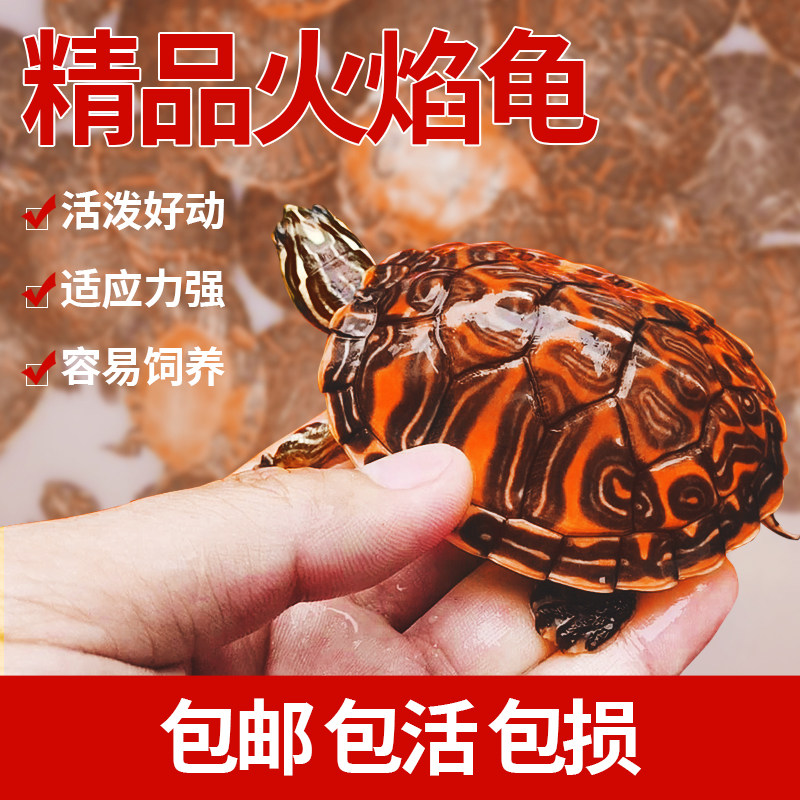 🐢🌊揭秘!火焰龟&深水龟混养指南,打造你的家庭水族馆秘境🌊🔥-龟/鳖-淘宝好物网