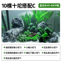 [10 деревьев] десять десять с D [подходящим 40-60-см цилиндром]