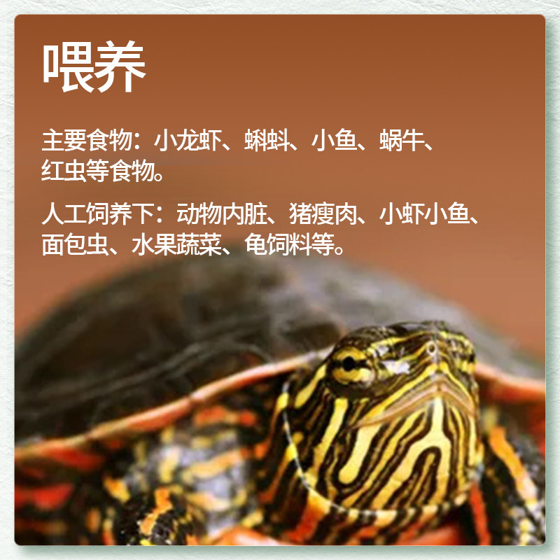 🐢🌊揭秘！火焰龟&深水龟混养指南，打造你的家庭水族馆秘境🌊🔥-龟/鳖-淘宝好物网