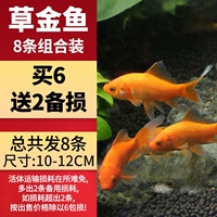 [10-12см бутик 8] CAO Goldfish 6 Получите 2 отключения в общей сложности 8