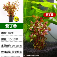 【Купить 1 Отправить 2 специальных предложения】 фиолетовый гвоздик/2