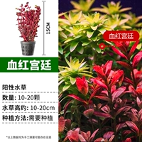 Кровавый дворец