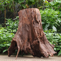 Large fallen wood boiled fish tank landscaping azalea root big tree root purple teak South American natural tree stump dead wood micro landscape