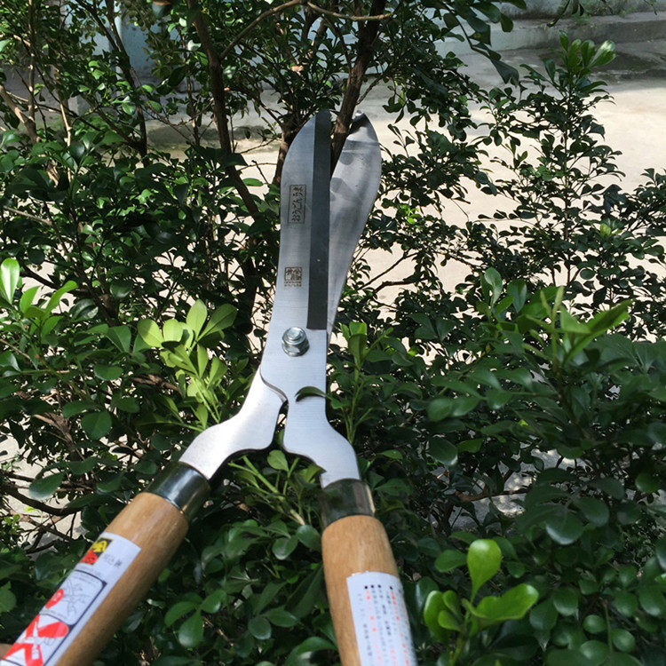 Japan Yellow Gold Horse Imports Large Grass Scissors Branches Cut Flowers Branches Lawn Weeding Gardening Sheared Wood Handle Green Hedge prunes