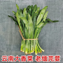 Yunnan Dehong specialty Burmese coriander Awa big coriander condiments Dai flavor coriander 500g
