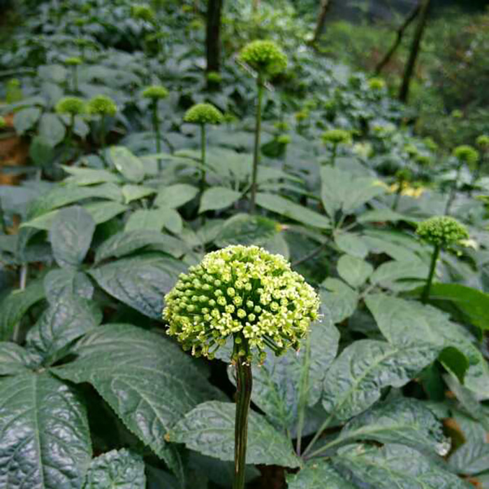 (2020 New Flower Listing) selected 37 Flower Tea Yunnan Wenshan Special Grade 4-year Raw Fields Seven Flowers 250 gr