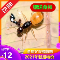 Little Mo Ant Museum Black gold Turkish bow-backed ant Feis 2021 new post-pet ant small living body