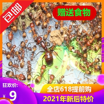 Little Mo Ant House Nicoba bow-backed ant 21 years old New post novice ant Pet living workshop Castle