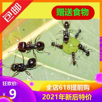 Little Mo Ant Museum Novice ant pet Living native craftsman Needle hair harvest ant Eating seed receiving ant