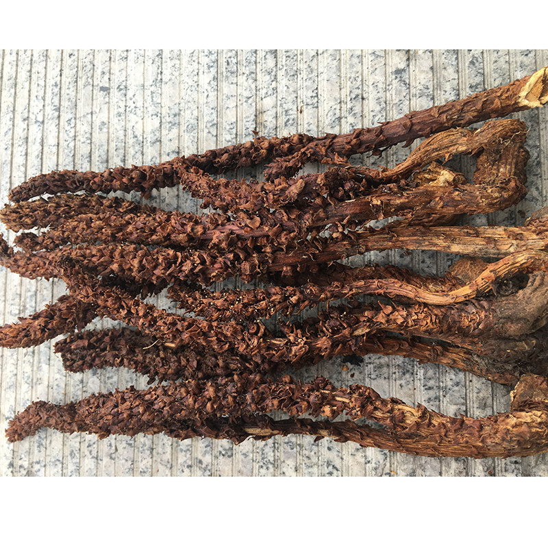 Northeast not old grass Grass Cistanche column When 50 gr Northeastern Special Bubble Wine to Cook Boiled Water Tea