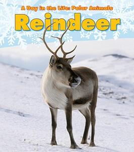 【预售】Reindeer
