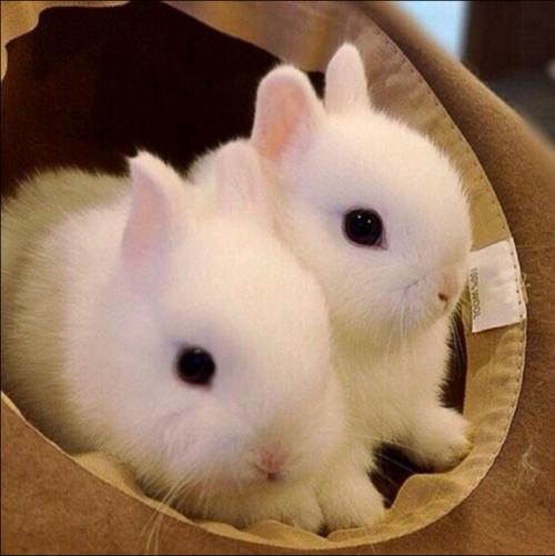 Rabbit Living Things Pure White Dwarf Rabbit Living Pituitary Ear Rabbit Cat Cat Rabbit Small Mini Rabbit Child Gift Pure
