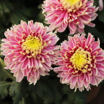 Donglei horticultural peaches bright flowers new products chrysanthemums perennial balcony garden flowers