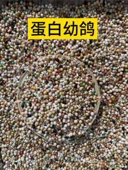 Liang liang de yi ທາດໂປຼຕີນສູງ pigeon ອ່ອນ (ຂົ້ວກັບຖົ່ວເຫຼືອງຈໍານວນຫຼາຍ) 50 ປອນສົ່ງຟຣີ