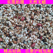 Jinling pigeon food 3A grade corn-free pigeon food high-quality young pigeon food carrier pigeon racing pigeon ornamental bird food 50 pounds