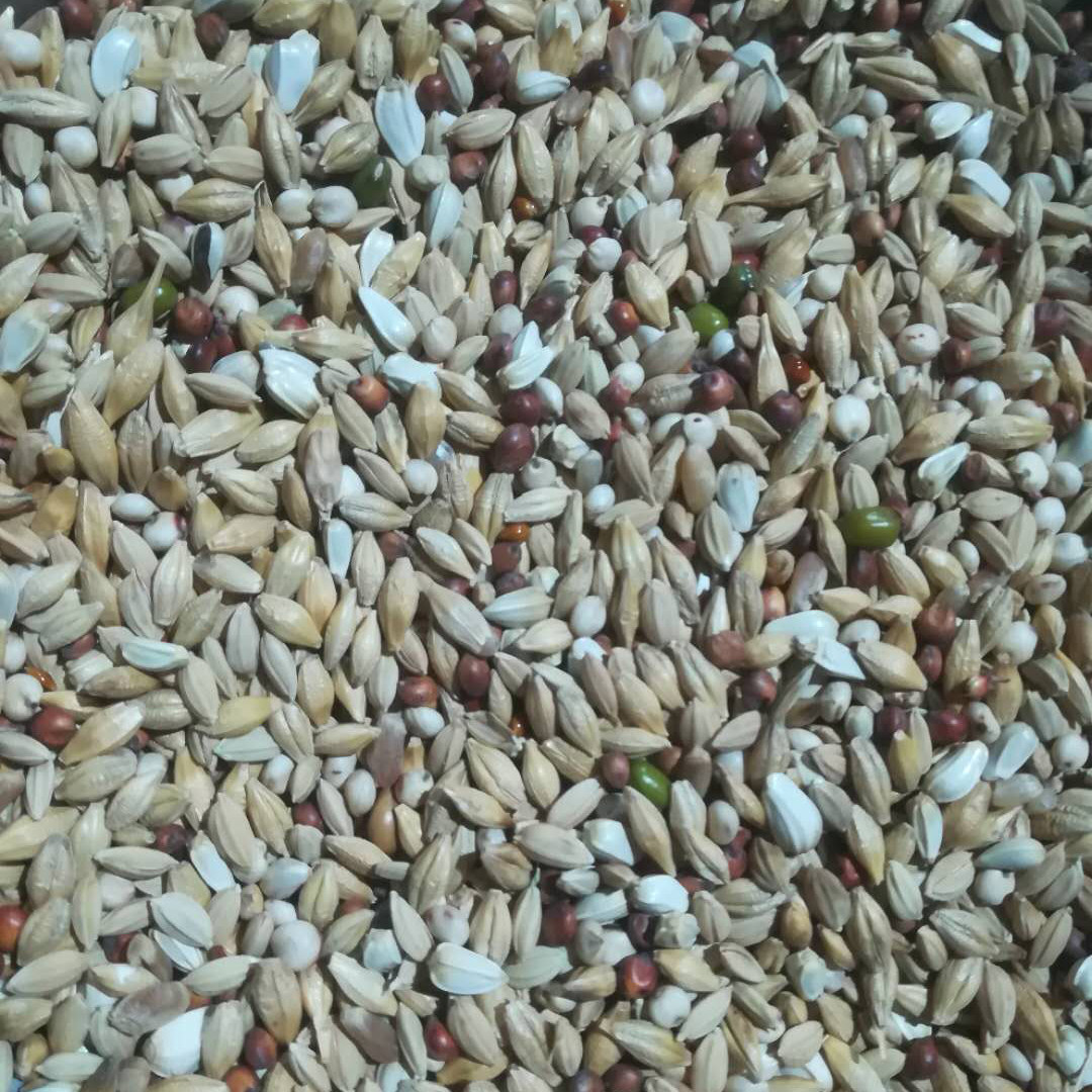 Golden Mausoleum A grade no jade no beans clear the pigeon grain pigeon grain pigeon feed 50 catfish for the JiangZhejiang Shanghai