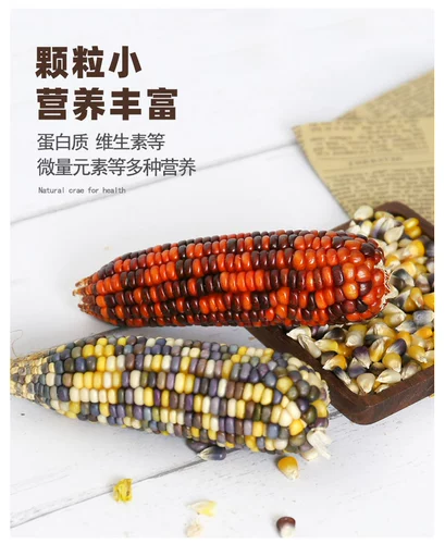 Прорезыватель для правильного прикуса, кролик, кукурузные зерна, 8-10см