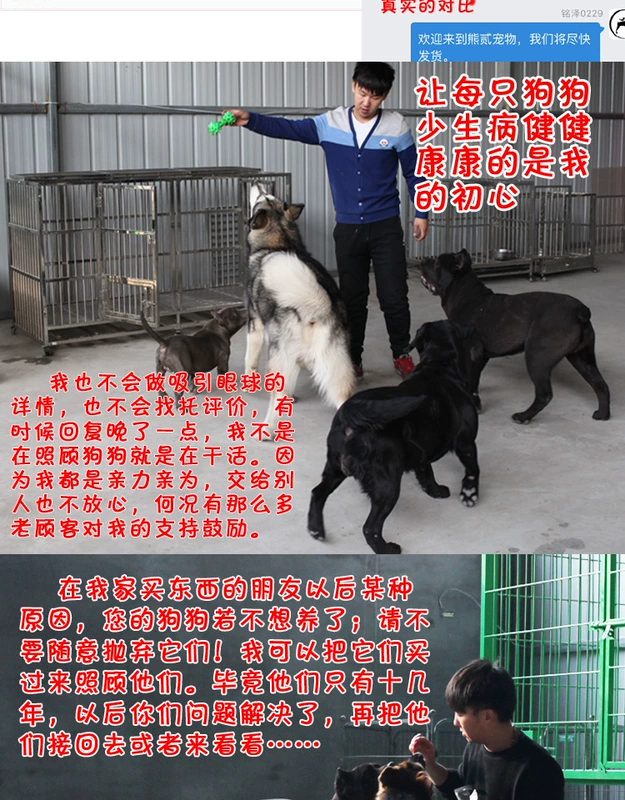 Xiong Wei hạt tự chế Samora Brado Husky chó lớn thức ăn cho chó trưởng thành thức ăn cho chó Teddy chó con Golden Retriever - Chó Staples thức ăn của chó