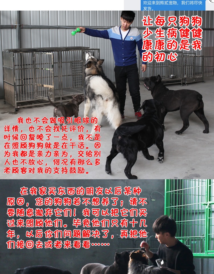 Chó con chó lớn, hạt, trấu samoyed vàng, thức ăn cho chó tự chế, hạt tự nhiên, gấu con, tự chế - Chó Staples thức ăn cho chó con
