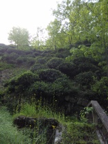 2020New Tea Jingde Wuluogou Tea Yin Camellia Wild Tea Hand-fried Huangshan Mao Feng Taste Thick 500g