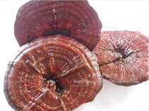 Ganoderma lucidum hometown Jingde Huangshan Yunle Ganoderma lucidum Red Ganoderma lucidum Immortal Grass 250g Boxed 2 Pieces
