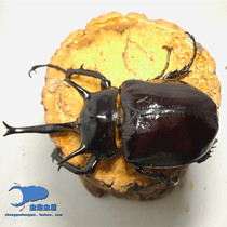 Ares adults 2024 newly emerged Ares giant beetles Beetle adults