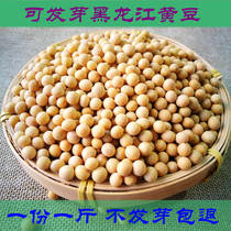 Northeast soybeans Heilongjiang farmers stupid yellow Natto squeezed soy milk raw bean sprouts to make tofu 500 grams of five pounds