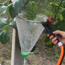 Grapes Point Flower Spill Fruit Circular Fruit Fruit Backle Backle Grape Catalyst