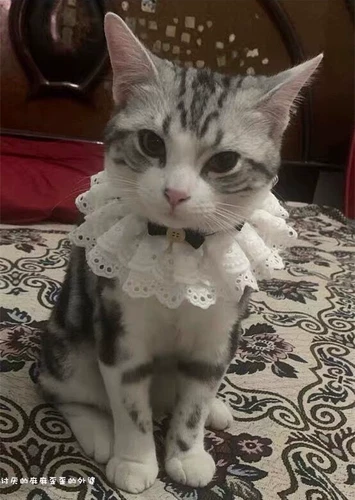 Аксессуар, ожерелье, чокер, колокольчик с бантиком, кружевная галстук-бабочка, слюнявчик, нагрудник, кот, домашний питомец