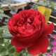 1m5 - 1m7/Флоренция
