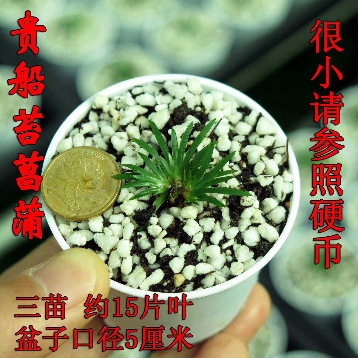 貴船苔菖蒲菖蒲高級矮種品種微型手指盆景金錢黃金姬多肉植物