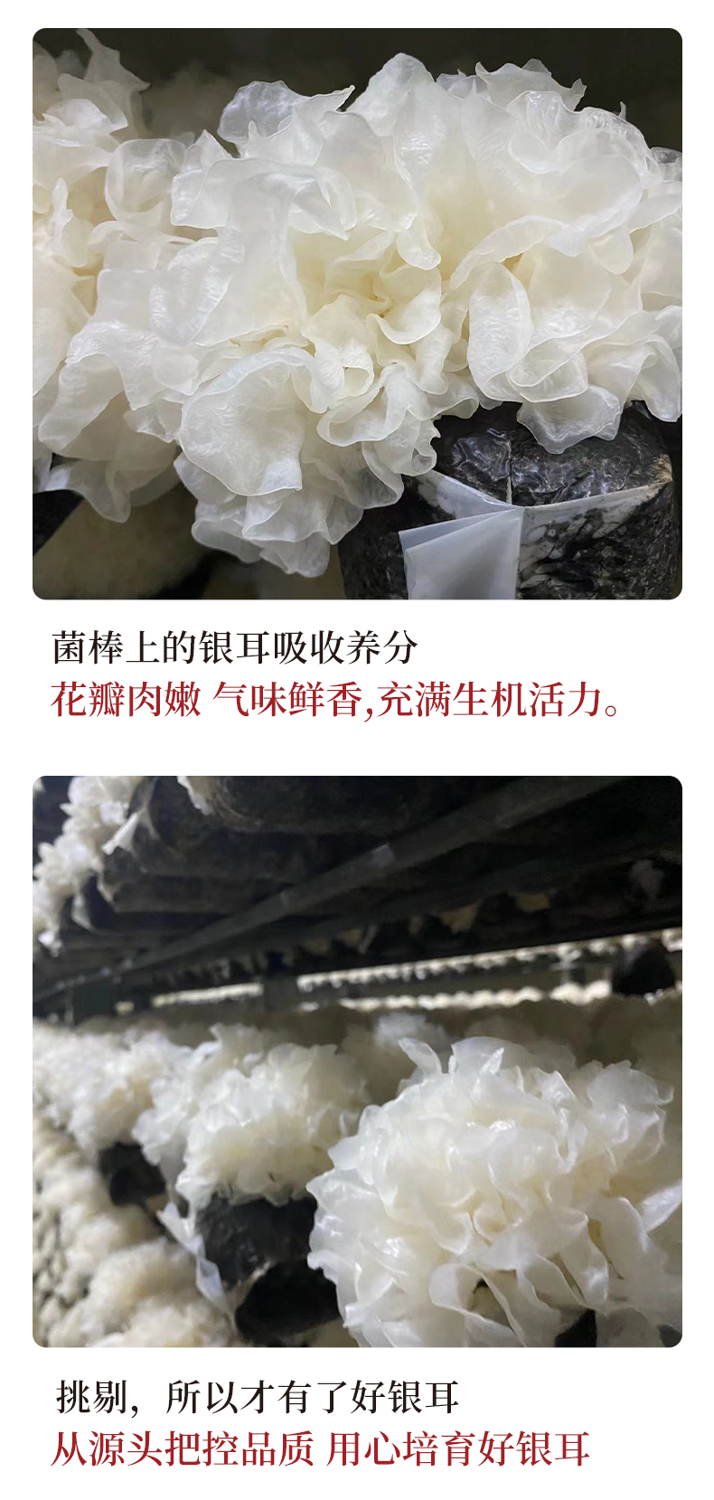 古松 古田新鲜银耳 6朵700g 图6